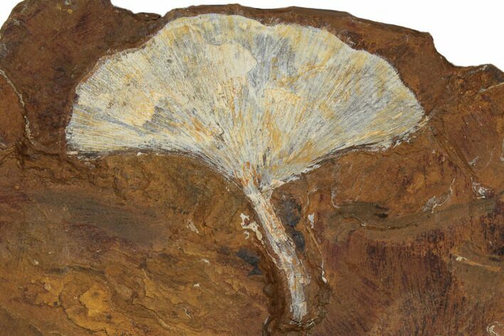 Fossil Ginkgo Leaf From North Dakota - Paleocene #188663